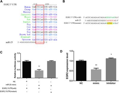 miR-25 Regulates Gastric Cancer Cell Growth and Apoptosis by Targeting EGR2